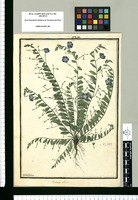 Evolvulus villosus / Ysidro Galvez. Original drawing from Ruiz & Pavón's Expedition (1777-1816)