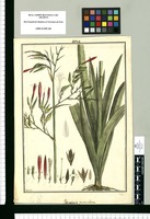 Pitcairnia paniculata / Brunete. Original drawing from Ruiz & Pavón's Expedition (1777-1816)