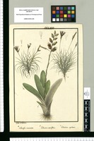 Tillandsia recurvata, Tillandsia sessiliflora y Tillandsia capillaris / Ysidro de Galvez. Original drawing from Ruiz & Pavón's Expedition (1777-1816)