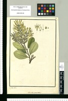 Loranthus punctatus / Is[idro] Galvez delin. Original drawing from Ruiz & Pavón's Expedition (1777-1816)