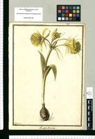 Narcissus amancaes / J[ose]ph Brunete. Original drawing from Ruiz & Pavón's Expedition (1777-1816)