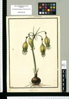 Crinum urceolatum / Galvez. Original drawing from Ruiz & Pavón's Expedition (1777-1816)
