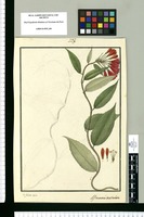 Alstroemeria denticulata / Is[idro] Galvez delin. Original drawing from Ruiz & Pavón's Expedition (1777-1816)