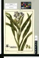 Anthericum coarctatum / Fran[cis]co Pulgar. Original drawing from Ruiz & Pavón's Expedition (1777-1816)