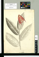 Heliconia subulata / Galvez. Original drawing from Ruiz & Pavón's Expedition (1777-1816)