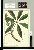 Actinophyllum acuminatum / Brunete. Original drawing from Ruiz & Pavón's Expedition (1777-1816)