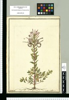 Epilobium denticulatum. P. / J[ose]ph Brunete. Original drawing from Ruiz & Pavón's Expedition (1777-1816)