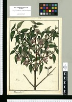Rhexia echinata / Galvez. Original drawing from Ruiz & Pavón's Expedition (1777-1816)