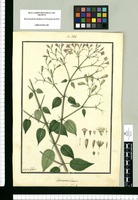 Arthrostema [sic] ciliatum / Ysidro de Galvez. Original drawing from Ruiz & Pavón's Expedition (1777-1816)