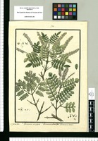 Weinmannia microphylla, Weinmannia subsessiliflora y Weinmannia dentata / Is[idro] Galvez delin. Original drawing from Ruiz & Pavón's Expedition (1777-1816)