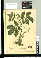 Semarillaria alata / J[osé] G[abriel] R[ivera] del. Original drawing from Ruiz & Pavón's Expedition (1777-1816)