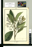 Laurus ovalifolia / Brunete. Original drawing from Ruiz & Pavón's Expedition (1777-1816)