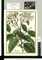 Laurus purpurea / Galvez. Original drawing from Ruiz & Pavón's Expedition (1777-1816)