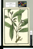 Laurus muca / Brunete. Original drawing from Ruiz & Pavón's Expedition (1777-1816)