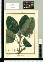 Laurus subcordata / Is[idro] Galvez delin. Original drawing from Ruiz & Pavón's Expedition (1777-1816)