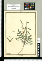 Larrea gracilis / Ysidro Galvez. Original drawing from Ruiz & Pavón's Expedition (1777-1816)