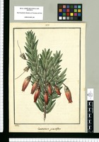 Ceratostema grandiflora [sic]/ Galvez. Original drawing from Ruiz & Pavón's Expedition (1777-1816)