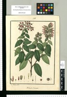 Thibaudia bracteata / Is[idro] Galvez delin. Original drawing from Ruiz & Pavón's Expedition (1777-1816)