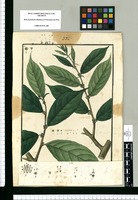 Chaetocrater fasciculatum y Chetocrater [sic] capitatum / Is[idro] Galvez delin. Original drawing from Ruiz & Pavón's Expedition (1777-1816)