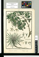 Tricuspidaria dependens y Baitaria acaulis / Is[idro] Galvez del. Original drawing from Ruiz & Pavón's Expedition (1777-1816)