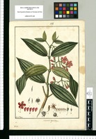 Axinaea dependens / Fran[cis]co Pulgar. Original drawing from Ruiz & Pavón's Expedition (1777-1816)