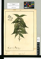 Eugenia hirsuta / Jose Rivera del. Original drawing from Ruiz & Pavón's Expedition (1777-1816)
