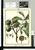 Calyplectus acuminatus / Galvez. Original drawing from Ruiz & Pavón's Expedition (1777-1816)