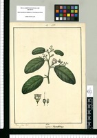 Capparis didymobotrys / Xavier Cortez del. Original drawing from Ruiz & Pavón's Expedition (1777-1816)