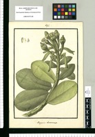 Marcgravia obovata. Original drawing from Ruiz & Pavón's Expedition (1777-1816)