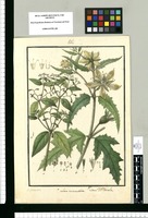 Loasa micrantha; Loasa cymbaepetala [sic] / Is[idro] Galvez delin. Original drawing from Ruiz & Pavón's Expedition (1777-1816)