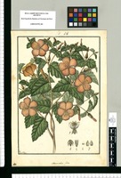 Mentzelia fulva / Fran[cis]co Pulgar. Original drawing from Ruiz & Pavón's Expedition (1777-1816)