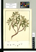 Polylepis racemosa / Fran[cis]co Pulgar. Original drawing from Ruiz & Pavón's Expedition (1777-1816)