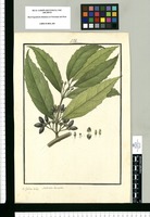 Mollinedia lanceolata / Is[idro] Galvez delin. Original drawing from Ruiz & Pavón's Expedition (1777-1816)