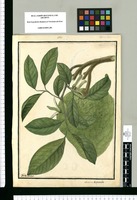 Annona tripetala / Ysidro Galvez. Original drawing from Ruiz & Pavón's Expedition (1777-1816)