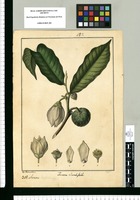 Annona rhombipetala / José Rivera del. Original drawing from Ruiz & Pavón's Expedition (1777-1816)