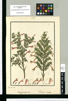 Gardoquia obovata; Gardoquia striata / Is[idro] Galvez delin. Original drawing from Ruiz & Pavón's Expedition (1777-1816)