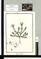 Euphrasia tripartita / Galvez. Original drawing from Ruiz & Pavón's Expedition (1777-1816)