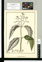 Gesneria sericea / Fran[cis]co Pulgar. Original drawing from Ruiz & Pavón's Expedition (1777-1816)