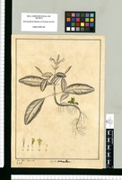 Ruellia maculata / Jose Gabr[iel] Rivera del. Original drawing from Ruiz & Pavón's Expedition (1777-1816)
