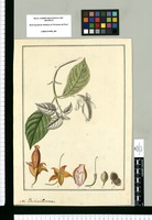 Besleria crocea. Original drawing from Ruiz & Pavón's Expedition (1777-1816)