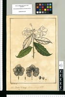 Besleria sanango: Fl. Per.; Besleria? V[ulgo] sanango / Jose Rivera del. Original drawing from Ruiz & Pavón's Expedition (1777-1816)