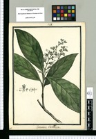 Gomara racemosa / Brunete. Original drawing from Ruiz & Pavón's Expedition (1777-1816)