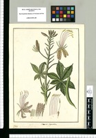 Cleome gigantea. Original drawing from Ruiz & Pavón's Expedition (1777-1816)