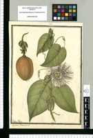 Passiflora tiliaefolia L. [sic] / Ysidro Galbez. Original drawing from Ruiz & Pavón's Expedition (1777-1816)
