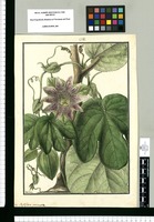 Passiflora vesicaria / Galvez. Original drawing from Ruiz & Pavón's Expedition (1777-1816)