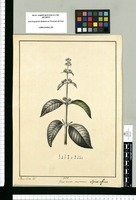 Genus novum. Mastranzo: Lipiae affine [Lippia hemisphaerica] / Xavier Cortez del. Original drawing from Ruiz & Pavón's Expedition (1777-1816)