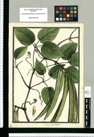 Bignonia planisiliqua / Brunete. Original drawing from Ruiz & Pavón's Expedition (1777-1816)