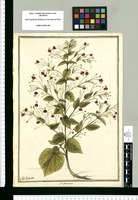 Sida paniculata / J[ose]ph Brunete. Original drawing from Ruiz & Pavón's Expedition (1777-1816)