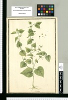 Sida repens. Original drawing from Ruiz & Pavón's Expedition (1777-1816)