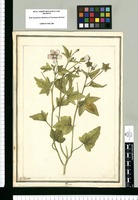 Anoda / J[ose]ph Brunete. Original drawing from Ruiz & Pavón's Expedition (1777-1816)